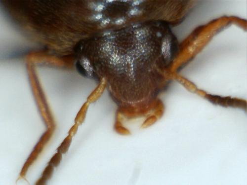 Nycteus meridionalis